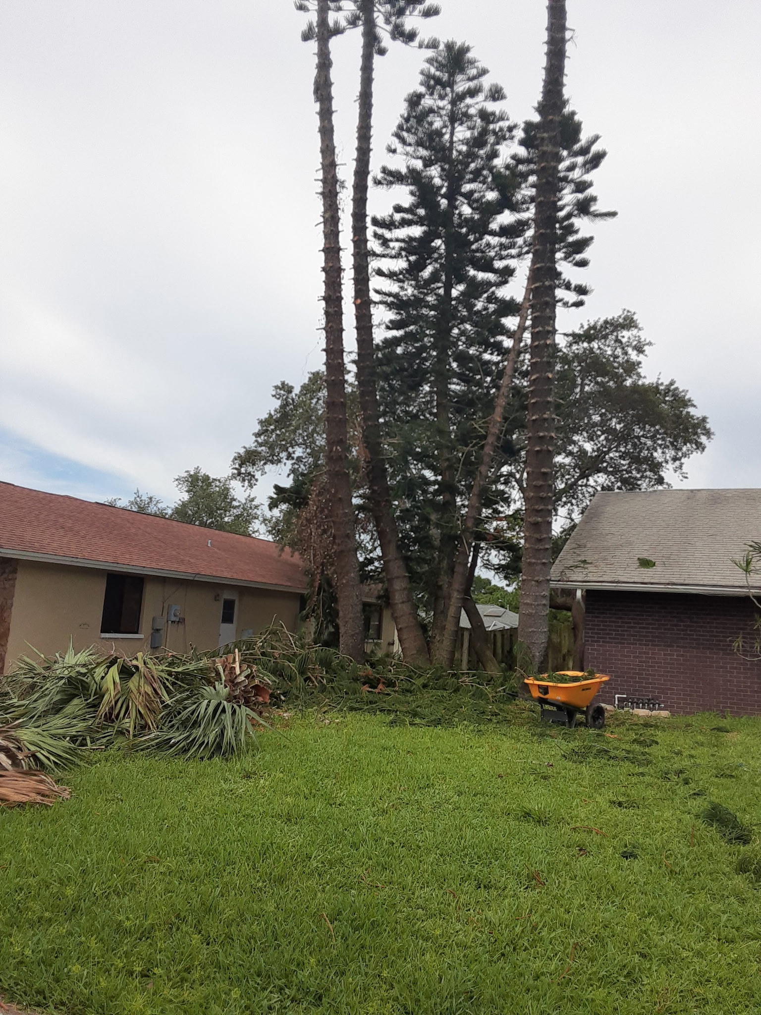 Yard debris and palm cleanup project